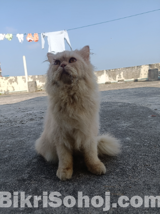 Persian cat